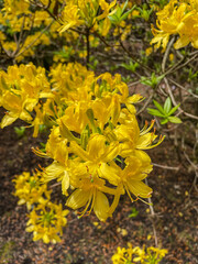 Yellow azalea