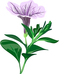 lilac petunia flower on a branch on a transparent background, botanical vector illustration
