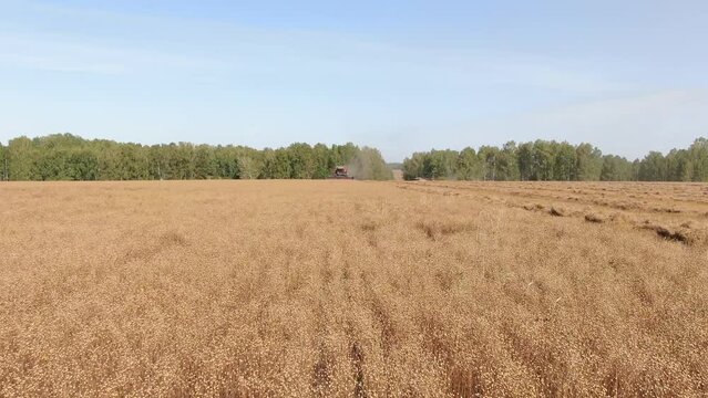 Aerial shot camera flying low towards two harvesters harvesting wheat, stripes of spikes lying on the field to the right also. Young sunny autumn. Camera looking side, seen forest belt