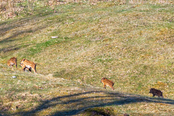 Young Wild pigs a sunny meadow
