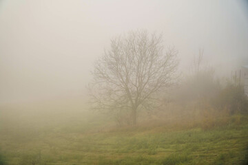 Fototapeta na wymiar The fog.Silhouettes of trees in the fog.Morning.Dense fog.Almost invisible.Misty autumn morning.
