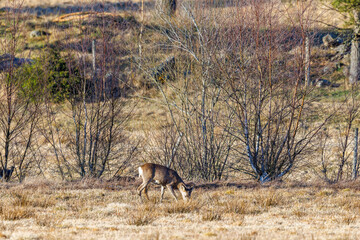 Roe deer grazing on a meadow in the spring sun