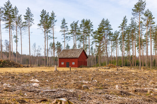 Red house on a clearcutting