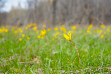 A yellow wild tulips in a green meadow in sunlight