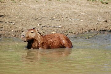 capybara Beni River Bolivia dschungle wildlife nature
