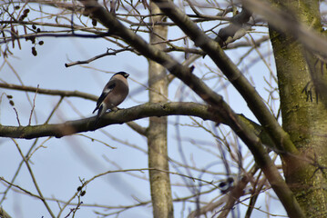 A female bullfinch with a gray breast sits on a branch.