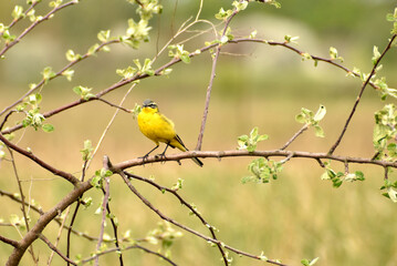 Yellow wagtail sits on a tree branch, in spring.