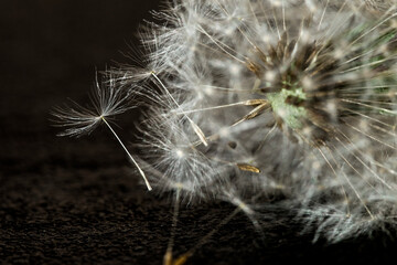 Dandelion Flying Seeds