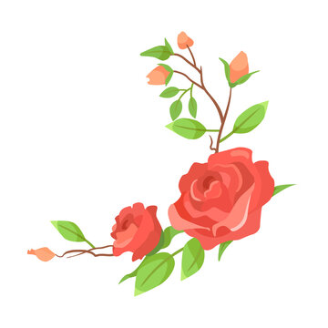 corner decoration Blossoming red rose branch, cartoon illustration. Rose rosebuds with green leaves, bouquets isolated on white background