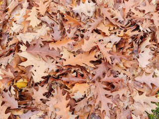 Pile of brown oak leaves in autumn