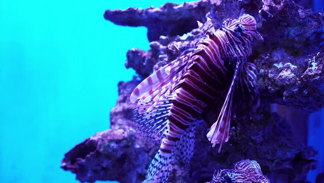 Lionfish, zebra fish swim underwater near a coral reef.
