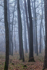 misty autumn forest in the morning