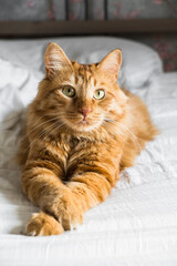 Ginger tabby cat lies on the bed in soft morning light, paw folded. Beautiful cozy cat. Home pets.