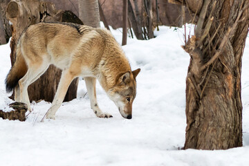 Wolf in selective focus in the snow of the winter forest. Wolf hunting.