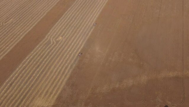 Aerial shot forward camera flight high over two harvesting harvesters and stripes of spikes lying on the field. Young sunny autumn. Camera looking down, there is no horizon