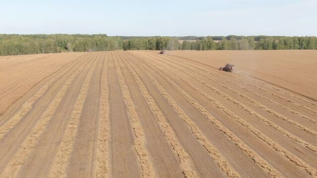 Aerial shot of harvesting harvesters and stripes of spikes lying on the field when camera flies around. Young sunny autumn. Camera looking side, seen horizon, forest belts and other fields