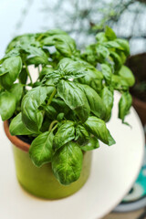 organic basil in the pot