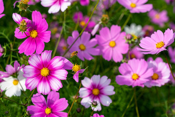 霧島ヶ丘公園のコスモス