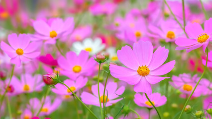 コスモスの花（Cosmos flower）