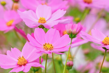 Obraz premium コスモスの花（Cosmos flower）