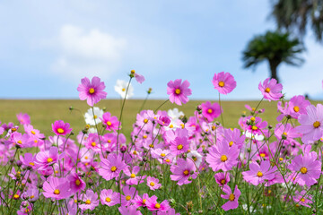 霧島ヶ丘公園のコスモス