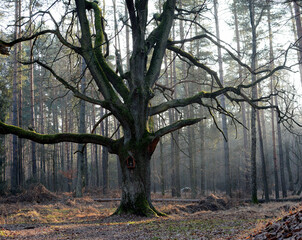 Stare drzewo z kapliczką w lesie