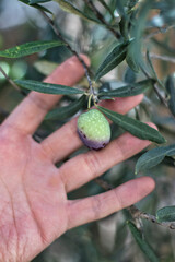 collecting Olive hanging from the tree with hand 