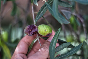 collecting Olive hanging from the tree with hand 