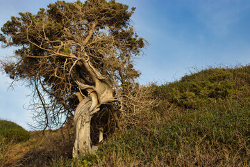 Old Juniper branches near the sea - Sardinia