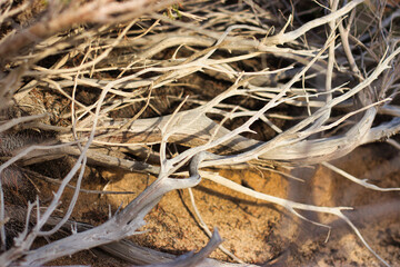 Old Juniper branches near the sea - Sardinia