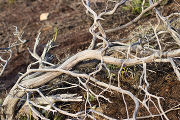 Old Juniper branches near the sea - Sardinia
