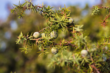 juniper berries on the tree