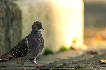 Dove Love