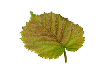 Haselnut leaf closeup