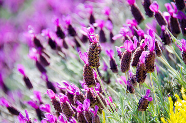 Close-up of lavender flower, macro photography