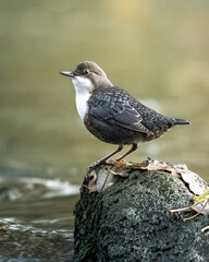 Green Dipper