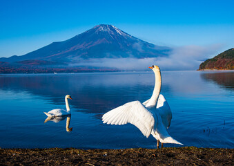 白鳥と富士山