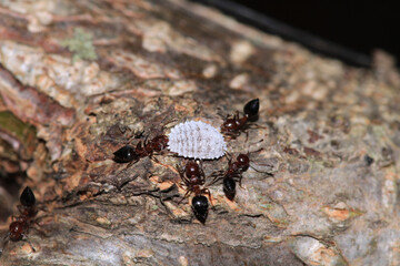 crematogaster scutellaris ant macro phot