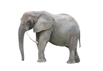 Fototapeta na wymiar elephant with raised trunk isolated on white background