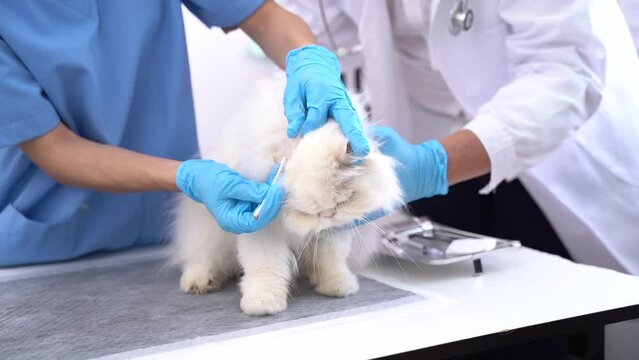 Female veterinary doctor using stethoscope for cute kitten and clean animal ears in animal hospital