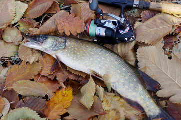 Pike and spinning rod on autumn leaves.