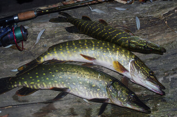 Three river pikes on the trunk of a fallen tree and a spinning rod.
