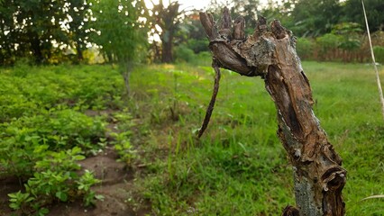 giraffe in the forest