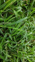 grass