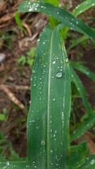 rain drops on a leaf