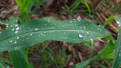 dew on a leaf