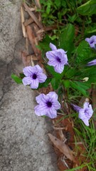 flowers in the garden
