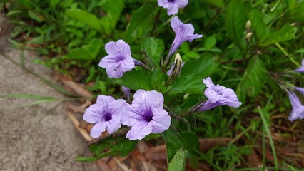 purple crocus flowers
