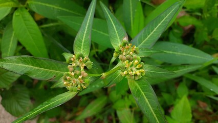 grasshopper on a leaf