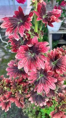 red flowers in garden